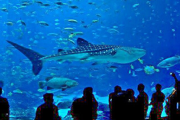 Hurghada Grand Aquarium