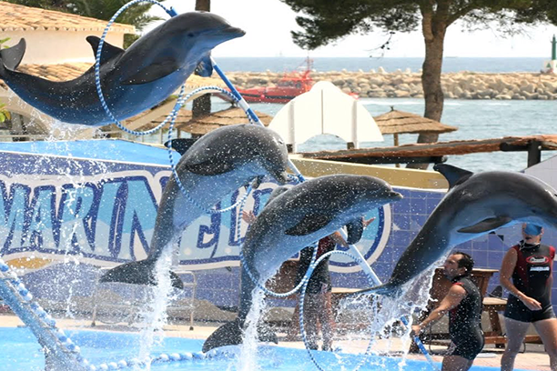 Hurghada Dolphin Show