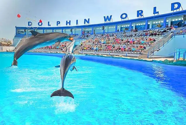 Dolphin Show Hurghada (1)