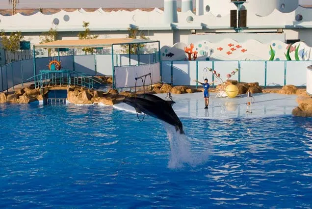 Dolphin Show Hurghada (2)