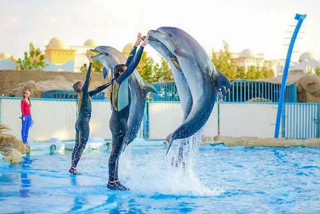 Dolphin Show Hurghada (7)