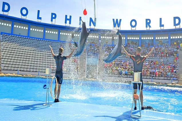 Dolphin Show Hurghada (8)