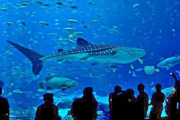 Hurghada Grand Aquarium Egypt (2)