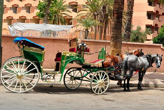 Luxor City Tour by Horse Carriage (8)