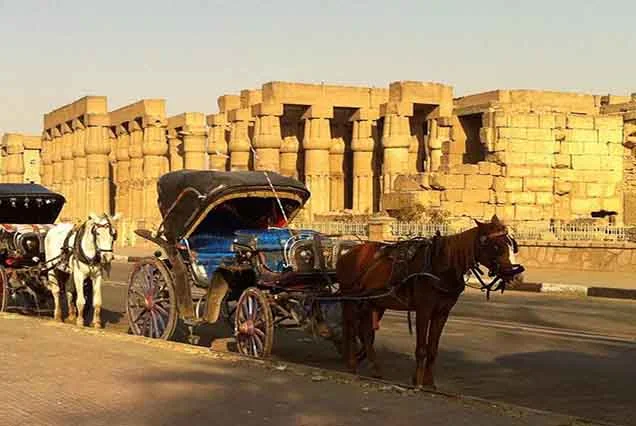Luxor Horse Carriage (1)